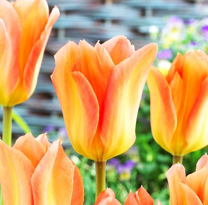 Tulipa Fringed Mixture Tulip Bulbs Size 11/12 for Planting - Plant in Fall, Winter or Early Spring (Apricot Emperor, 15, Count)