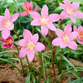 Votaniki Zephyranthes Robustus Bulbs - Long Lasting Blooms, Perennial Rain Lily Bulk & Wholesale Bulbs for Planting | Easy to Grow and Low Maintenance (6 Pack)