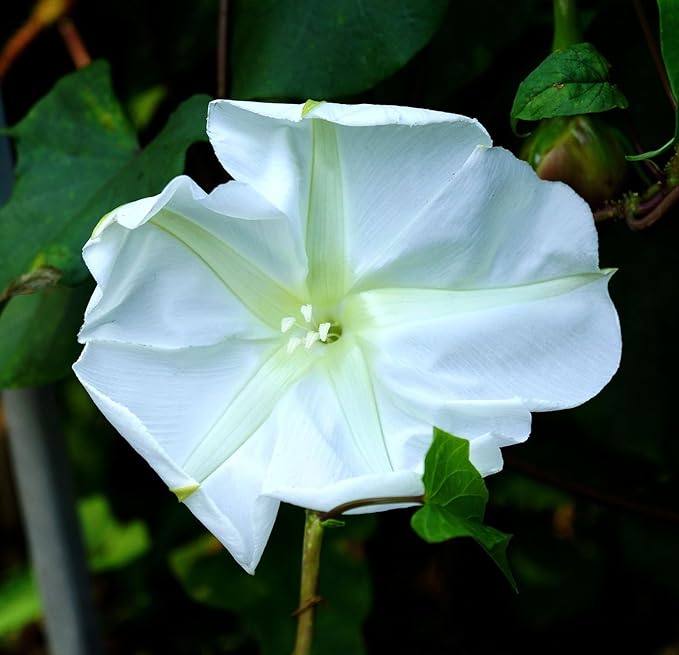 Moonflower Seeds - 10 Moon Flower Seeds for Planting White Flower Seeds for Outdoor Indoor Garden Planting Gardening Gift
