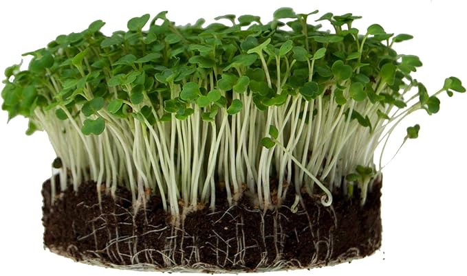 5 Lb Bulk Non-GMO Arugula Vegetable Seeds for Outdoor Garden and Indoor Salad Microgreens - Mountain Valley Seed Company Arugula Microgreens Seeds for Micro Greens Seed Kit and Micro Greens Seed Mix