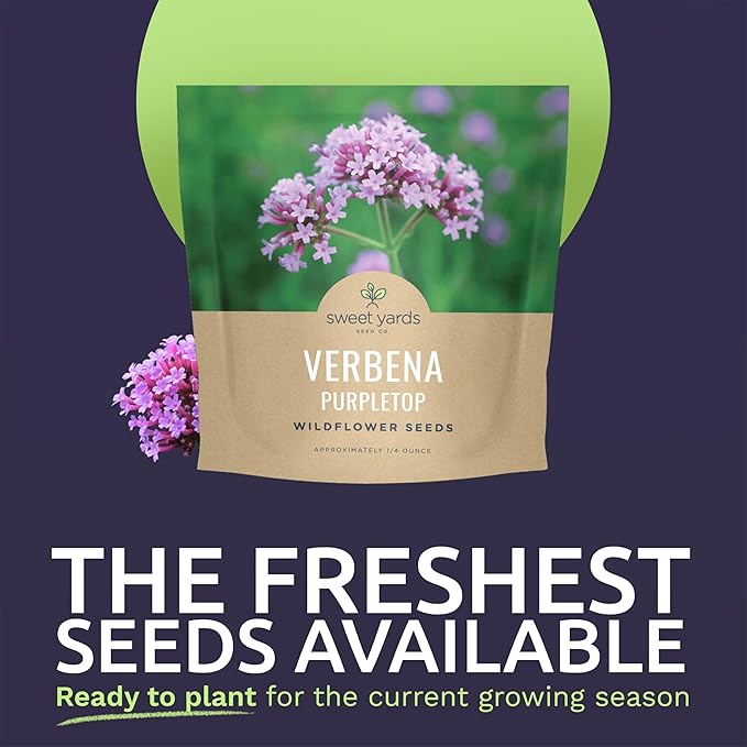 Purpletop Verbena – Large 1/4 Ounce Seed Packet – 25,000 Flower Seeds for Planting – Verbena bonariensis