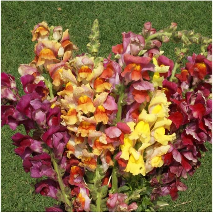 Seed Needs, Mixed Tetra Snapdragon Seeds - 1,000 Heirloom Seeds for Planting Antirrhinum majus - Annual Flowers to Attract Butterflies, Bumblebees, Honeybees & Other Pollinators (5 Packs)