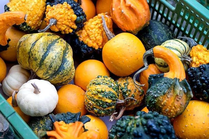 Decorative Pumpkin Seed Mix Ornamental Squash Gourd Mix 10 Non-GMO Seeds for Planting