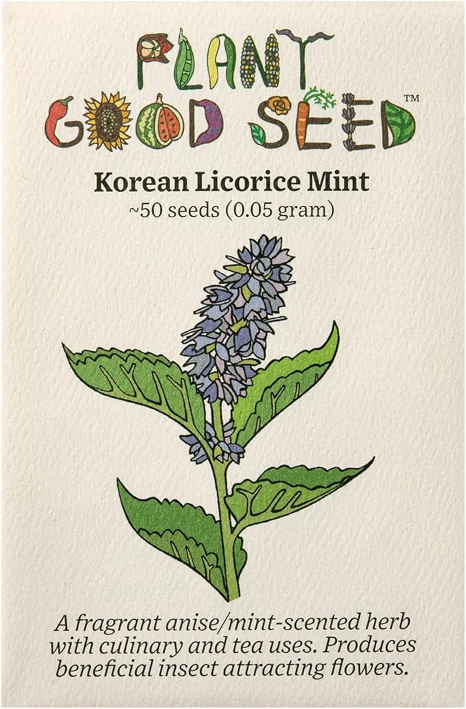 Plant Good Seed Korean Licorice Mint Seeds for Planting: Perennial Herb, Purple Flowers - 50 Seed Packet