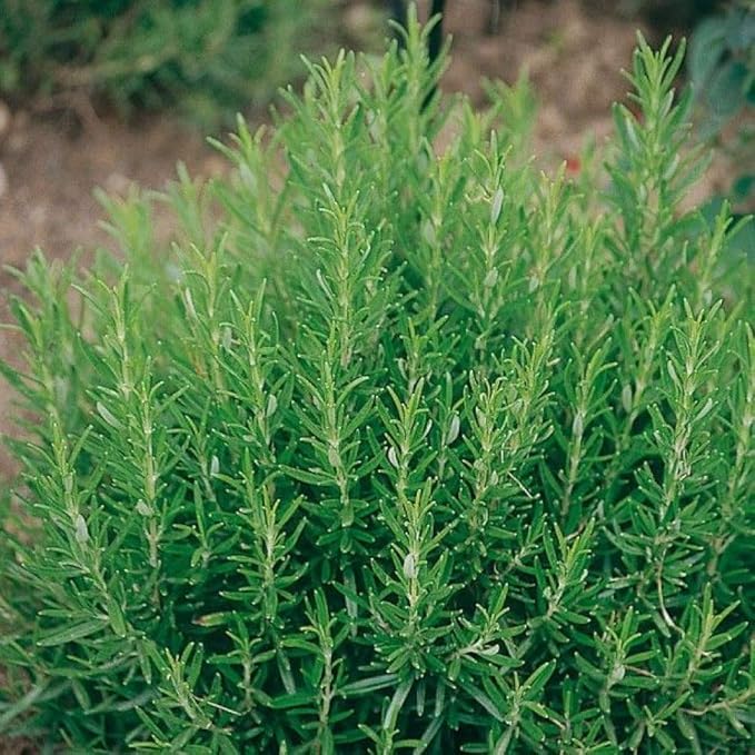 SeedsUP - 50+ Seeds Rosemary - Herb Green