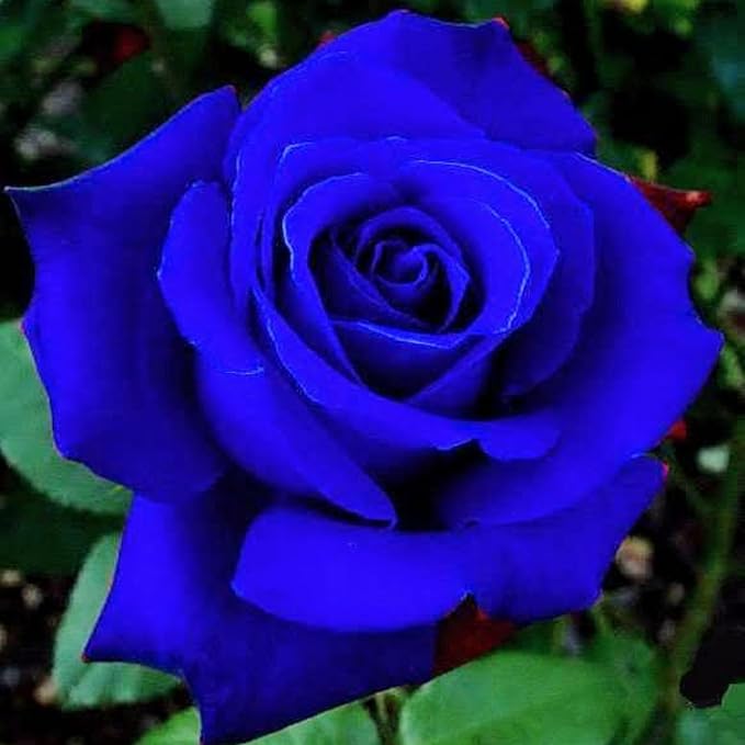 120+ Exotic Rose Seeds for Planting Hybrid Rare Rose Seeds Perennial Shrub Garden Yard Potted Decoration