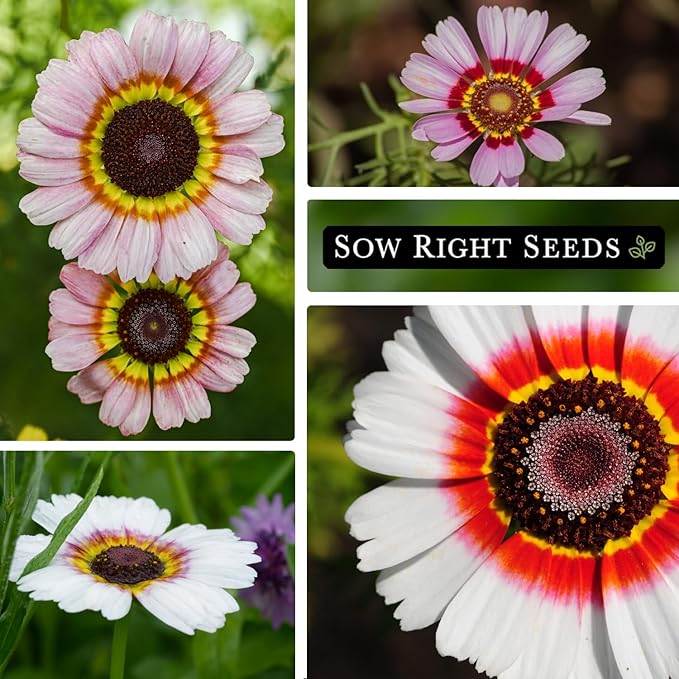 Sow Right Seeds - Painted Daisy Seeds for Planting - Non-GMO Heirloom Seeds Packet with Instructions - Wonderful Pink Blooms to Attract Pollinators - Cut and Come Again - Rare and Attractive (4)