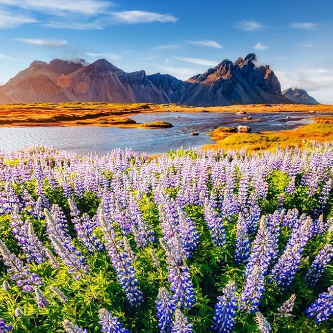1000+ Seeds Perennial Texas Lupine Flower Seeds for Planting-Drought-Tolerant Ornamental Flower