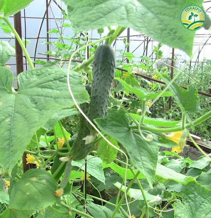 SeedsUP - 40+ Seeds Cucumber Parisian Gherkin - Vegetable Open-Pollinated