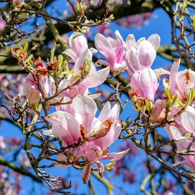 10 Seeds Mixed Magnolia Flower Seeds Fragrant Tree Perennial Ornamental Plant Shrub Fragrant Cut Flowers Attracts Birds & Butterflies Garden Outdoor