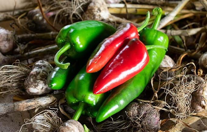 Seeds Jalapeno Chili Pepper - Hot - Heirloom Vegetable - GMO Free