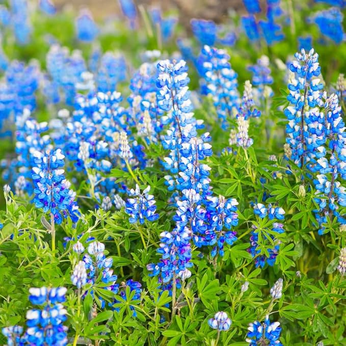 Mixrug Lupine Seeds for Planting, 750pcs Russell Lupin Perennial Flower Seeds Non-GMO Heirloom Rare Plants, Open Pollinated Beauty Home Garden for Outdoors