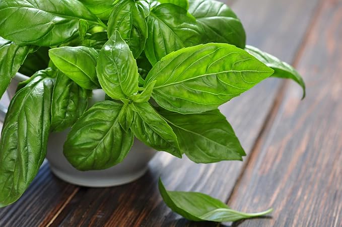 RAISE ME UP: Seeds Sweet Basil Indoor Green Herbs Non GMO Heirloom
