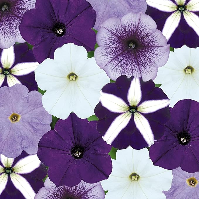 300+ Annual Petunia Flower Seeds for Planting-Easy Wave Series Petunia Garden Seeds Non-GMO Heirloom