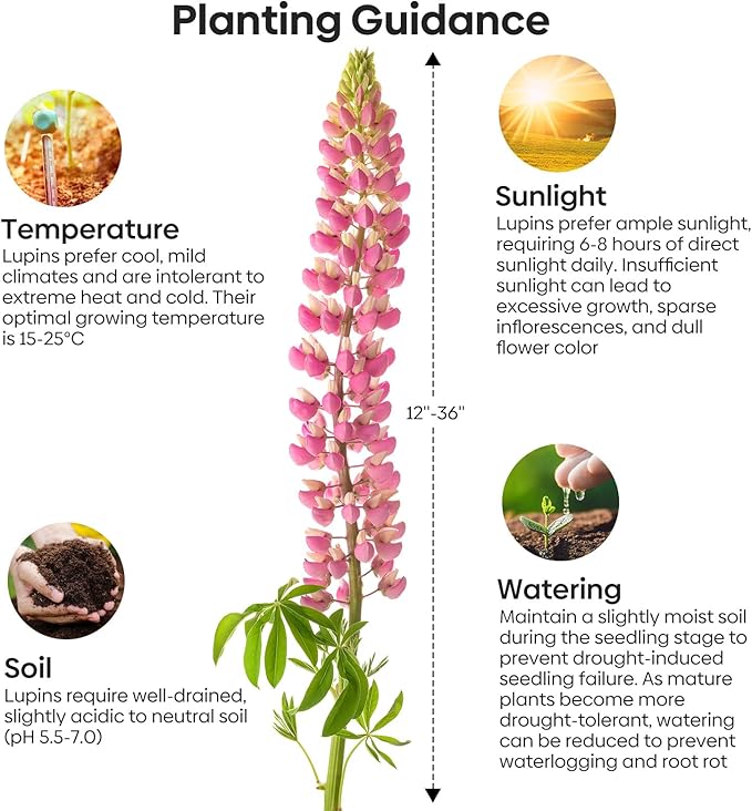 Groundio Russell Lupine Seeds, Lupinus Ployphyllus 36-48 Inch Tall Mix Color Flower, Red, White, Pink, Purple Perfect for Garden, Non-GMO | Heirloom | Open Pollinated, USDA Zone 3-9