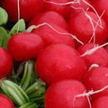 Organic Champion Radish Seed - 1 OZ ~2,675 Seeds - Organic, Non-GMO, Heirloom, Open Pollinated Vegetable Gardening & Microgreens Seeds