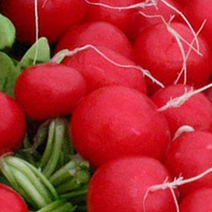 Organic Champion Radish Seed - 5 g ~470 Seeds - Organic, Non-GMO, Heirloom, Open Pollinated Vegetable Gardening & Microgreens Seeds
