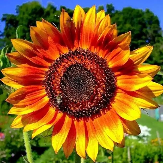 Sunflower Seeds for Planting, 300 PCS – Annual Flower Seeds for Outdoor Garden, Yard & Landscape