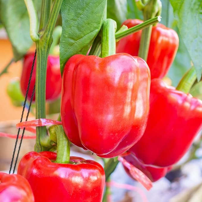 200 Bell Pepper Seeds for Planting, Big Red Sweet Pepper Seeds Indoor Outdoor Vegetable