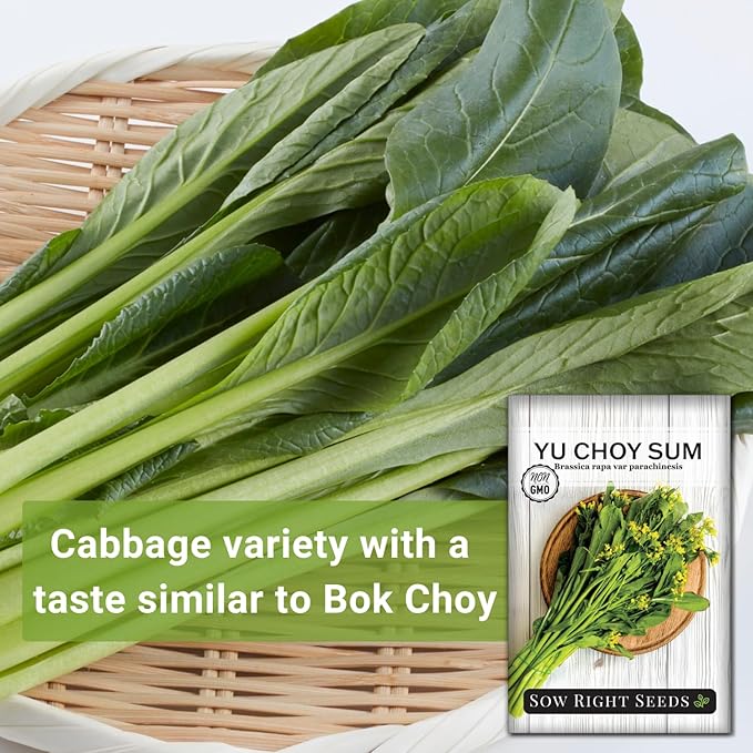 Sow Right Seeds - Yu Choy Sum Seeds for Planting - Unique Chinese Cabbage Variety - Asian Vegetable - Easy to Grow - Non-GMO Heirloom Greens - Versatile in Large Gardens or Small Spaces (1)
