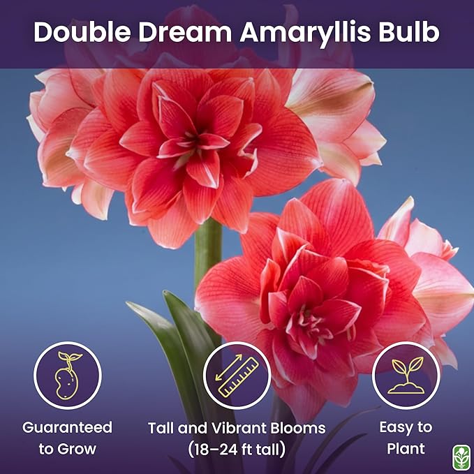 Double Pink Amaryllis Bulb – Large Bulb for Planting, 4-8 Blooms, 16–24" Tall – Elegant Indoor & Outdoor Plant – Ideal for Seasonal Decor – Low-Maintenance Amaryllis Bulb (Not in Wax)