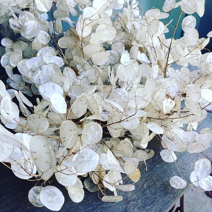 CEMEHA SEEDS - Seeds Silver Dollar Lunaria Mix Money Plant Biennial Flowers for Planting