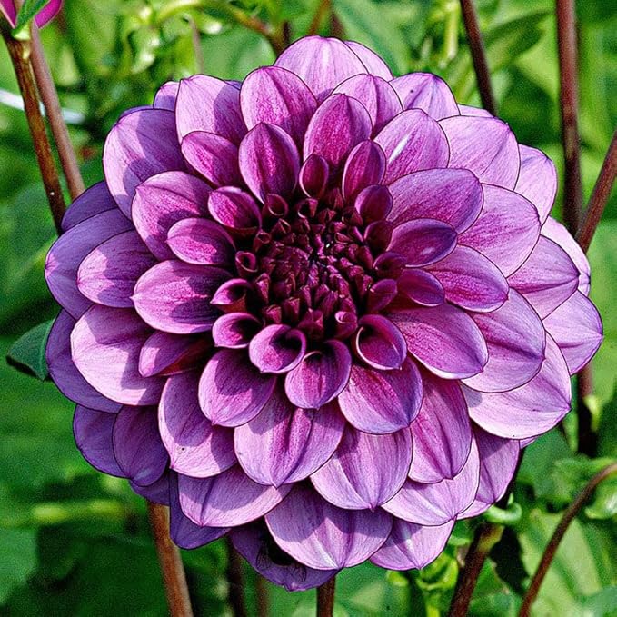 Eden Brothers Dahlia Bulbs (Decorative) - Blue Bell, Non-GMO Bulbs for Planting, 4 Bulbs | Low-Maintenance Flower Bulbs, Plant During Spring, Zones 8, 9, 10, 11