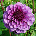 Eden Brothers Dahlia Bulbs (Decorative) - Blue Bell, Non-GMO Bulbs for Planting, 4 Bulbs | Low-Maintenance Flower Bulbs, Plant During Spring, Zones 8, 9, 10, 11
