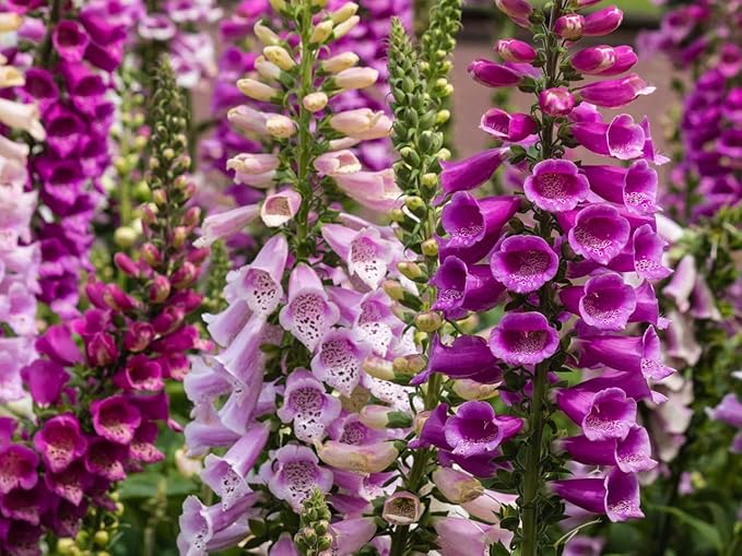 Seeds Flowers Purple Foxglove Digitalis Mix Perennial - 600 Seeds