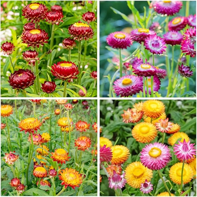 2500+ Perennial Mixed Strawflower Flower Seeds for Planting Outdoors-Attracts Bees&Butterflies Fragrant Butterfly