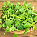 Lemon Basil Herb Seeds - 100 Count Seed Pack - Produces Compact, Bushy Plants with Smaller, Pointed Leaves with a Pronounced Lemon Flavor - Country Creek LLC