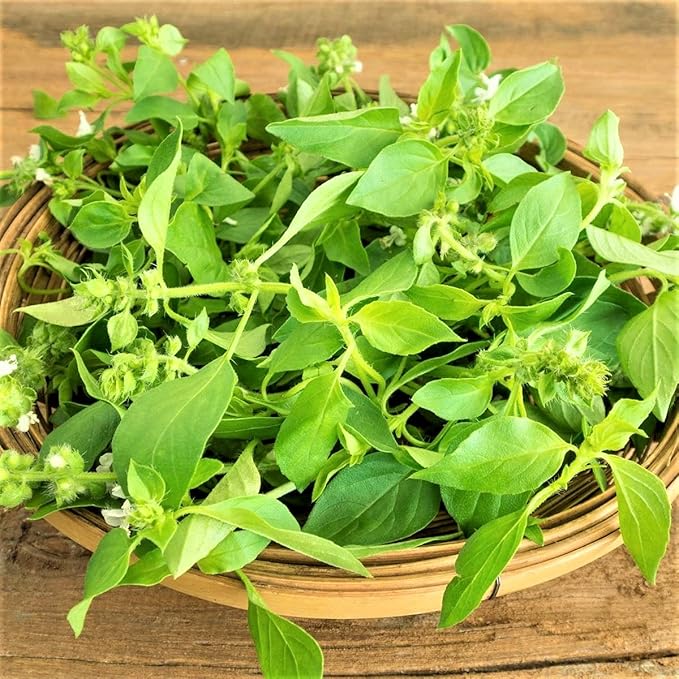 Lemon Basil Herb Seeds - 100 Count Seed Pack - Produces Compact, Bushy Plants with Smaller, Pointed Leaves with a Pronounced Lemon Flavor - Country Creek LLC