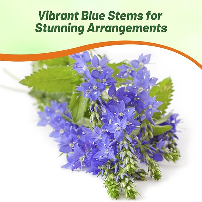 Outsidepride Royal Blue Speedwell Veronica Seeds for Planting - 2000 Pcs Pollinator-Friendly Perennial Flowers w/Upright Spikes,Tall & Tidy Growth for Smaller Gardens, Containers, or Borders
