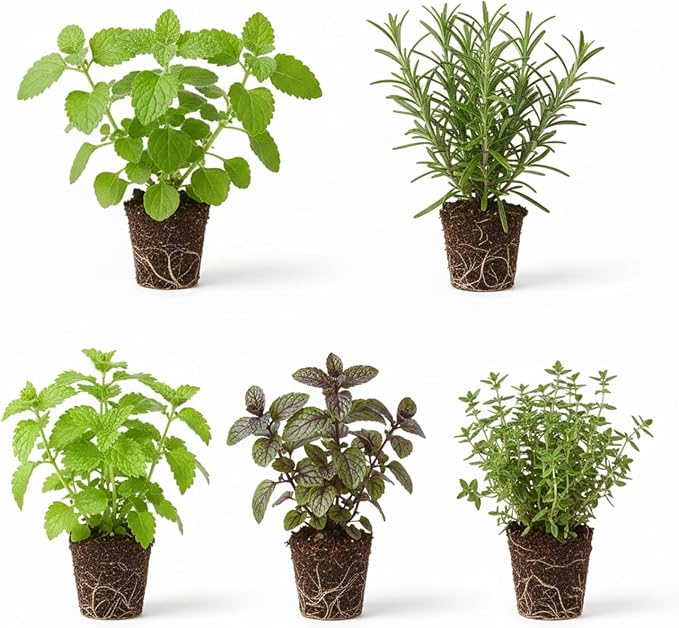 Set 3 Assorted Herb Plants, 3 to 6 Inch Tall Mixed Herb Starter Plants, Oregano, Rosemary, Lemon Balm, Lavender, Mint and Other Varieties, Without Pot, Fragrant Herbs Plant for Garden