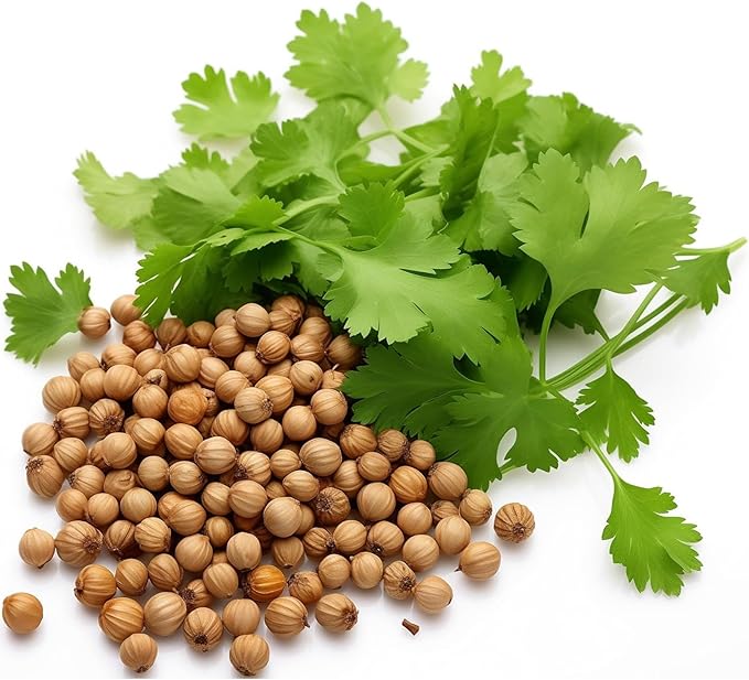 1000 Cilantro Seeds – Non-GMO Heirloom Coriander Herb Seeds for Indoor & Outdoor Garden Planting