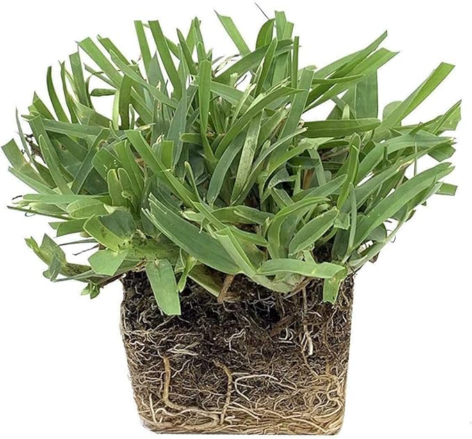 18 St. Augustine 'Palmetto' 3 Inch Sod Plugs - Drought, Salt & Shade Tolerant Grass