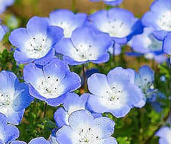 1500 Baby Blue Eyes Wildflower Seeds - California Native Wildflower - Nemophila Menziesii Seeds