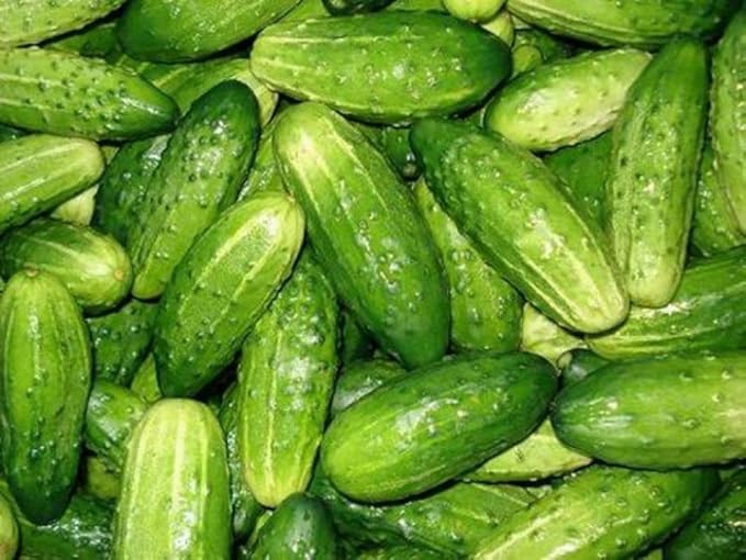 Seeds Cucumber Lyalyuk Little Mini Pickling Heirloom Vegetable for Planting Non GMO