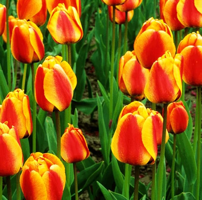 Tulipa Fringed Mixture Tulip Bulbs Size 11/12 for Planting - Plant in Fall, Winter or Early Spring (Apeldoorn's Elite, 15, Count)