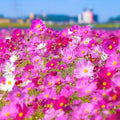 Cosmos Flower Seeds 1000pcs – Non-GMO Annual Wildflower Seeds – Ideal for Garden & Outdoor Planting
