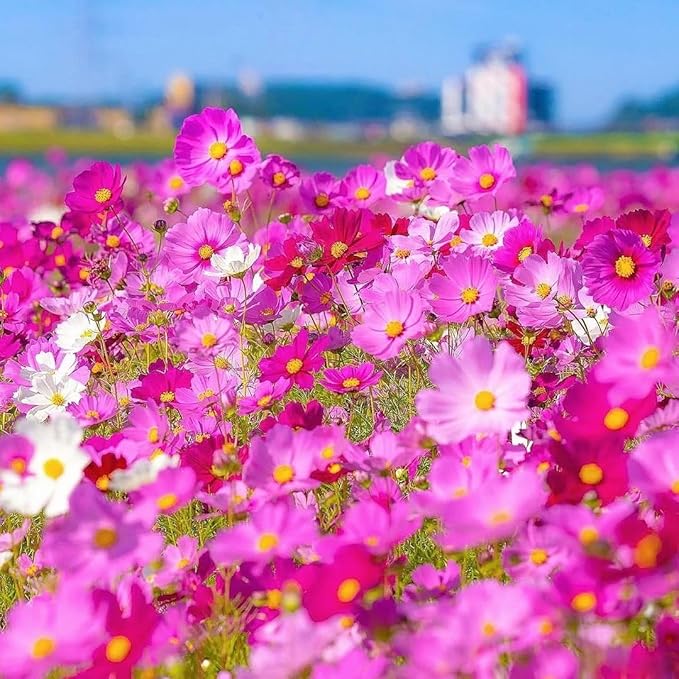 Cosmos Flower Seeds 1000pcs – Non-GMO Annual Wildflower Seeds – Ideal for Garden & Outdoor Planting