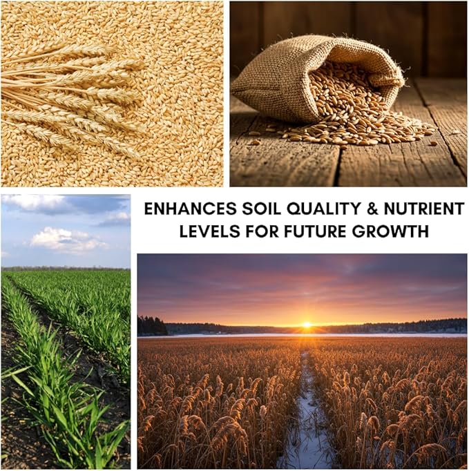 Winter Wheat Cover Crop Seeds for Planting- Non-GMO Wheat - Deer & Turkey Food Plot Seed - Cold Hardy Cover Crop (12 Ounces)