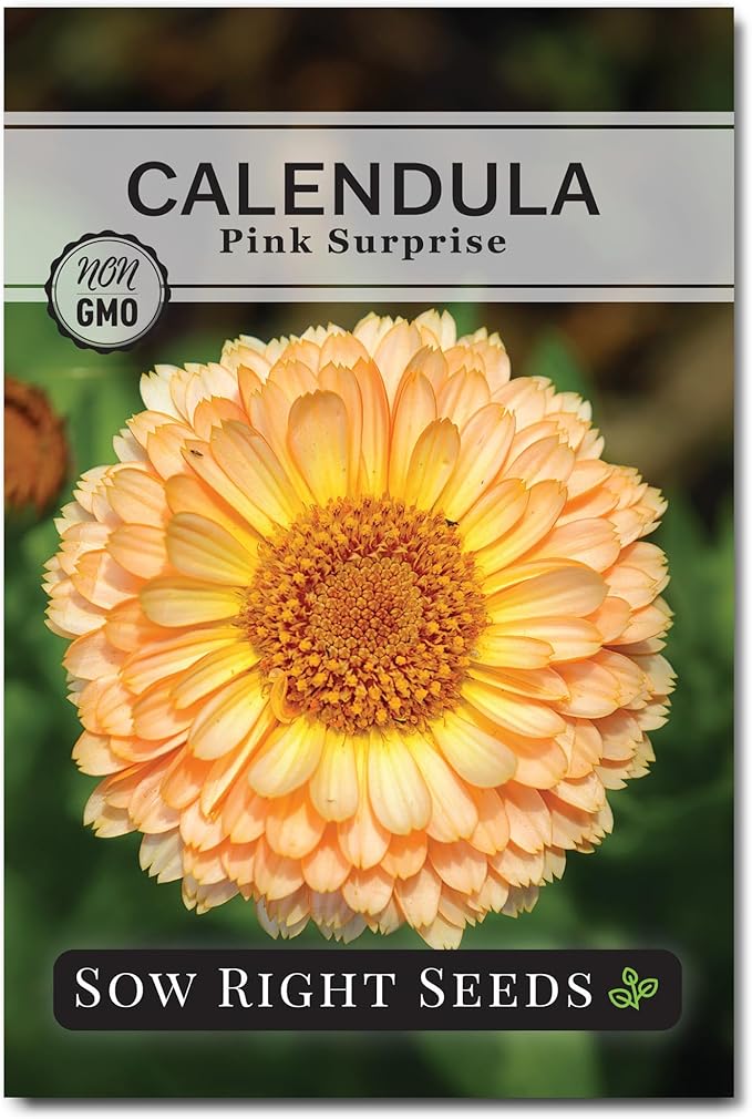 Sow Right Seeds - Pink Surprise Calendula Seeds for Planting - Gorgeous Garden Flowers - Guaranteed to Grow - Non-GMO Heirloom Variety - Ideal for Outdoor Gardening and Pollinator Attraction (1)
