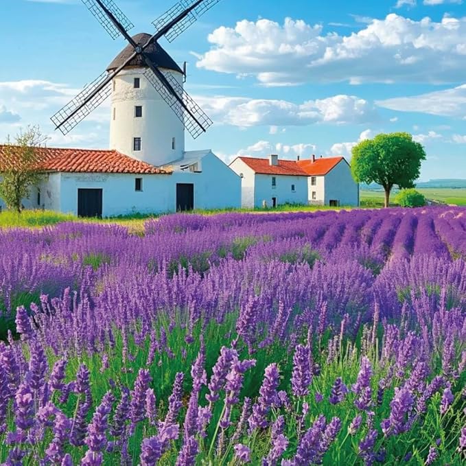 20000+ Lavender Seeds Bulk- Non GMO Premium English Lavender Seeds for Planting Outdoors or Intdoors, 2026 Wildflower Seed Grow Fragrant Gardens, DIY Essential Oils, Perfect for Home Gardeners, Gifts