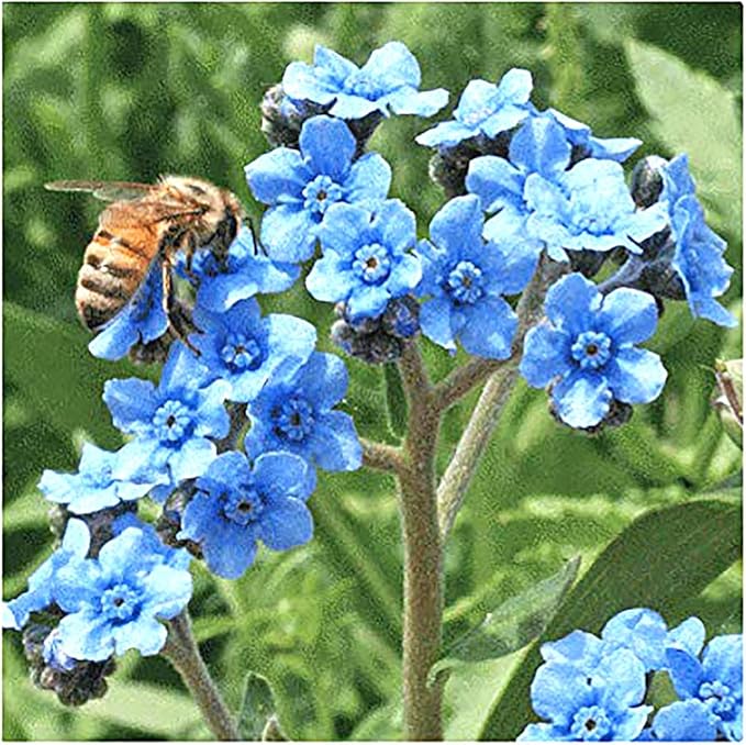 Coastal California Wildflower Mix - Annuals and Perennials Approx. 6500+ Seeds