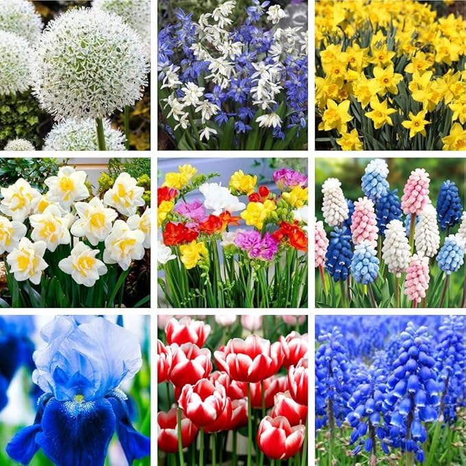 30 Mix Flower Spring Bulb Pack - Assorted Daffodils, Hyacinths and More, Easy to Plant, Colorful Hardy Perennial Vibrant Spring Blooms, Mix Flower Bulbs, Assorted Bulbs for Gardens, Borders