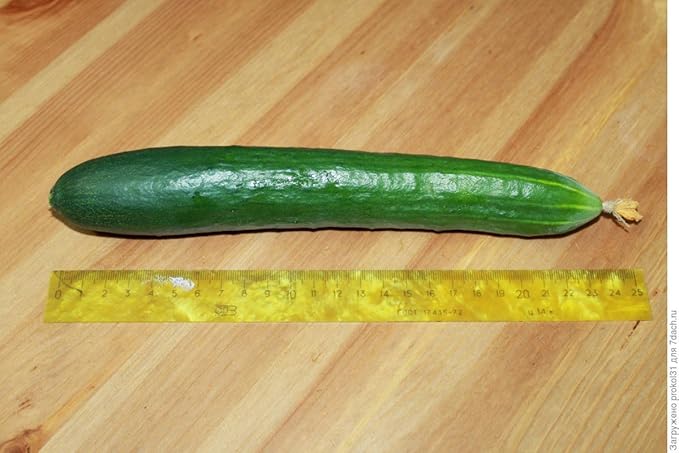 CEMEHA SEEDS Cucumber Emilia F1 Long Giant Vine Self-pollinated Vegetable Hybrid Non-GMO for Planting