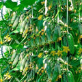 CEMEHA SEEDS Cucumber Titus F1 Vine Open-pollinated Non-GMO Vegetable Heirloom for Planting