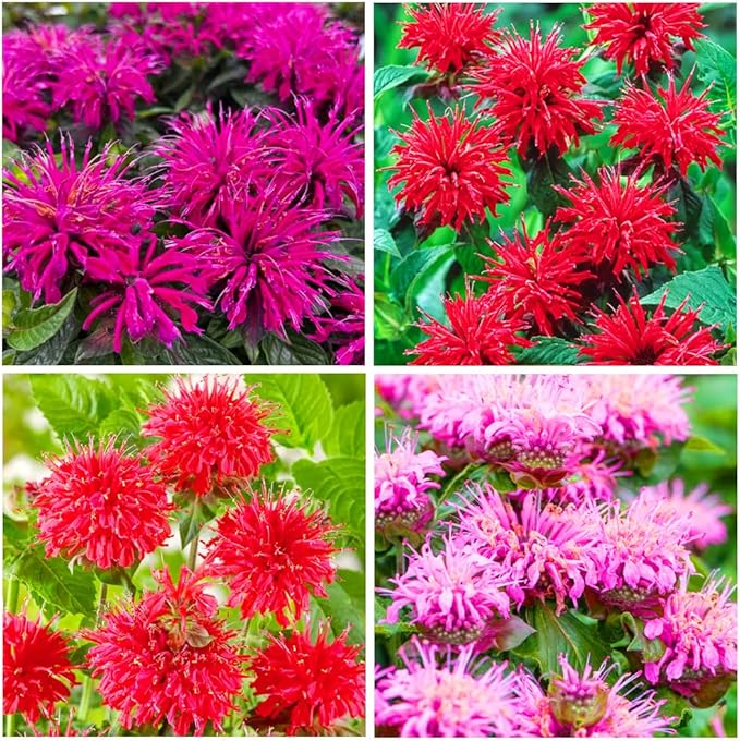 1000+ Seed Bee Balm Seeds for Planting Outdoor - Heirloom Non-GMO Ornamental Bee Balm Plant Beautiful Perennial Flower Seeds in Your Home Garden
