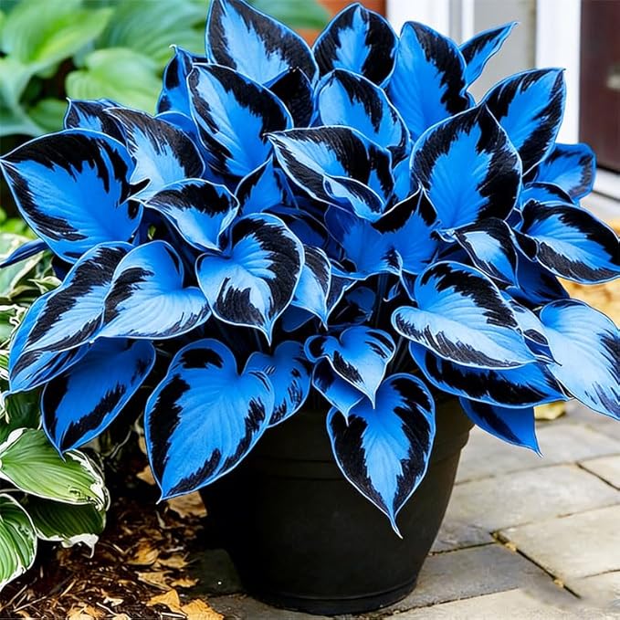 315+ Perennial Mix Color Hosta Seeds for Planting in Outdoor Garden